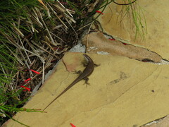 Trachylepis maculilabris