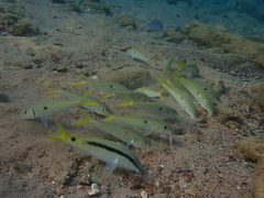 Parupeneus forsskali