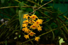 Dendrobium chrysanthum