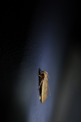 Lecithoceridae