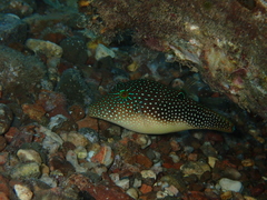 Canthigaster margaritata