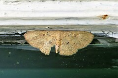 Cyclophora