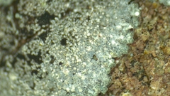 Porpidia degelii