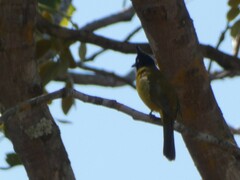 Rubigula flaviventris