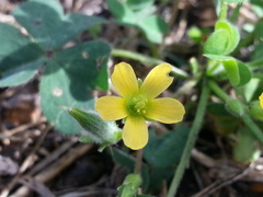Oxalis corniculata
