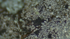 Porpidia degelii