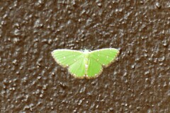 Argyrocosma inductaria