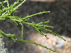 Misodendrum punctulatum