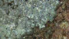 Porpidia degelii