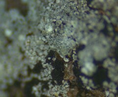 Porpidia degelii