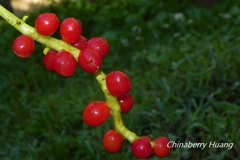 Schisandra arisanensis
