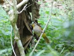 Pycnonotus finlaysoni