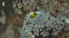 Porpidia degelii