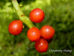 Schisandra arisanensis