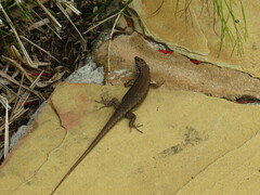 Trachylepis maculilabris