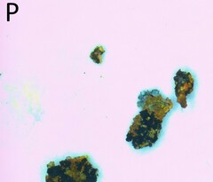 Porpidia degelii