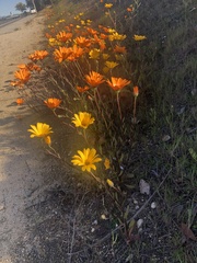 Dimorphotheca sinuata