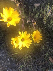 Dimorphotheca sinuata