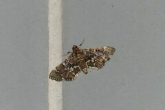 Piletocera sodalis