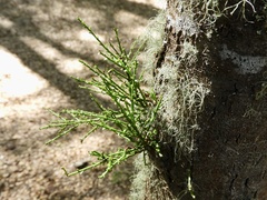 Misodendrum punctulatum