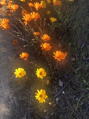 Dimorphotheca sinuata