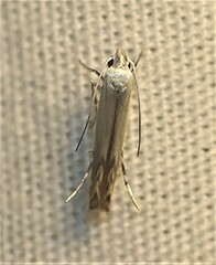 Thiotricha atractodes