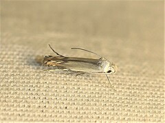 Thiotricha atractodes