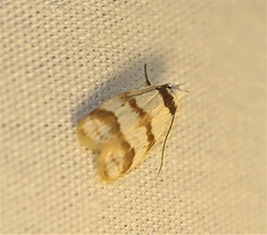 Chezala brachypepla