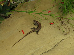 Trachylepis maculilabris