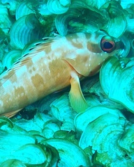 Epinephelus fasciatus