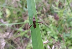 Riptortus linearis