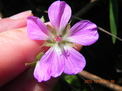 Geranium flanaganii