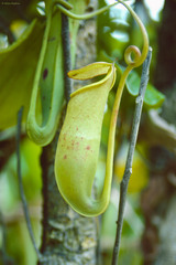 Nepenthes mirabilis