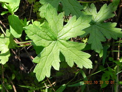 Geranium flanaganii