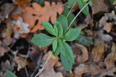 Lonicera periclymenum