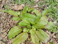 Rumex obtusifolius