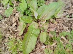 Rumex obtusifolius