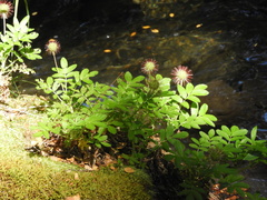 Acaena ovalifolia