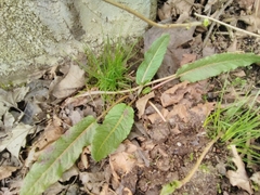 Rumex obtusifolius