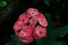 Euphorbia milii