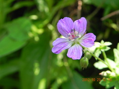 Geranium flanaganii