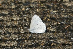 Celastrina lavendularis