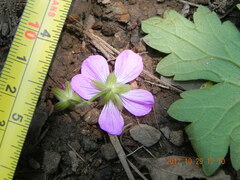 Geranium flanaganii