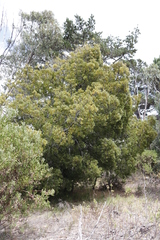 Afrocarpus falcatus
