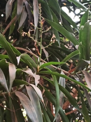 Dracaena
