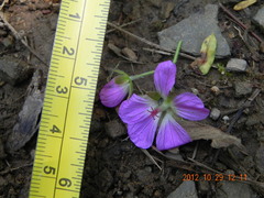 Geranium flanaganii