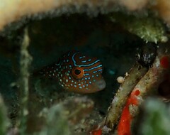 Canthigaster margaritata