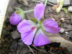 Geranium flanaganii