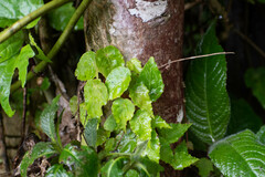 Gobenia