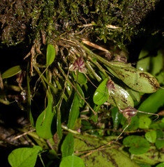 Masdevallia nidifica